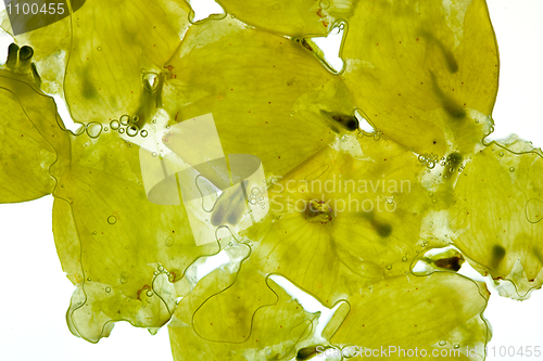 Image of Crushed white Grapes