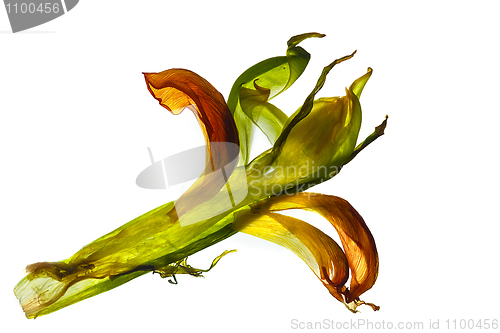 Image of Tulip Leaves