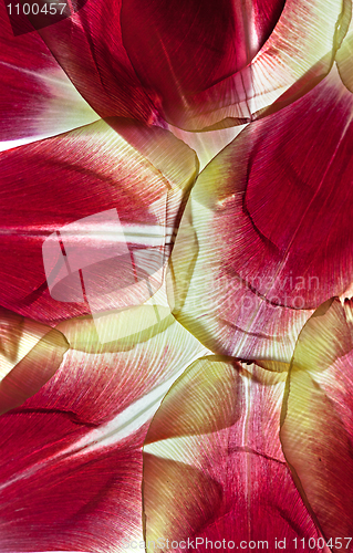 Image of Tulip Leaves