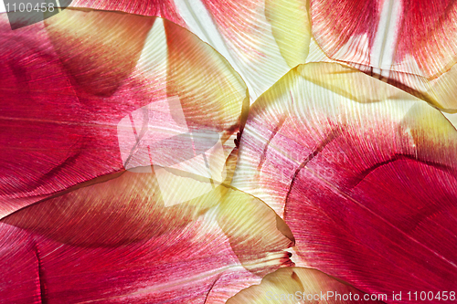 Image of Tulip Leaves