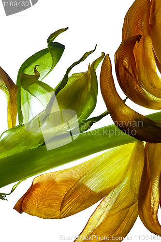 Image of Tulip Leaves