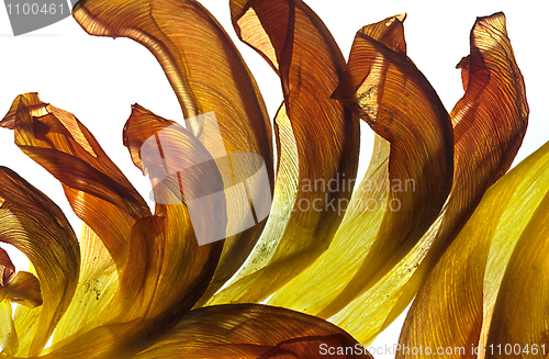 Image of Tulip Leaves