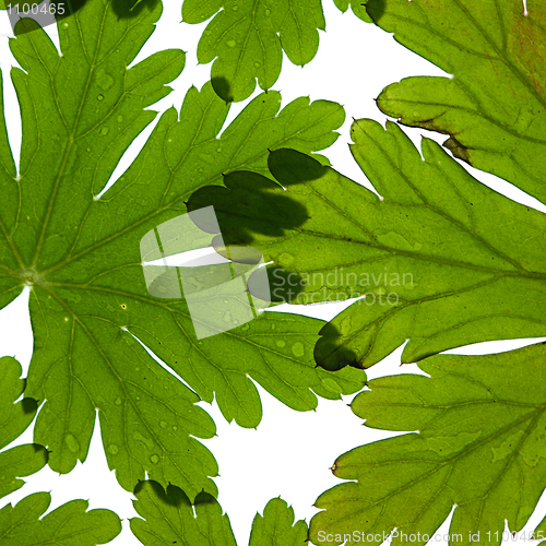 Image of Green Leaves