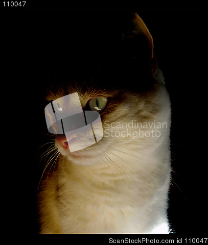 Image of Cat portrait