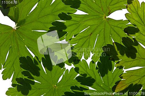 Image of Green Leaves