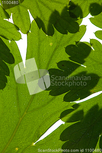 Image of Green Leaves