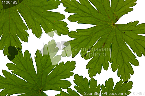 Image of Green Leaves