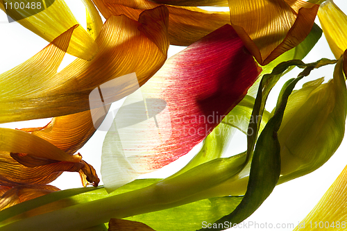 Image of Tulip Leaves