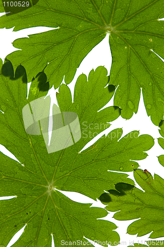 Image of Green Leaves