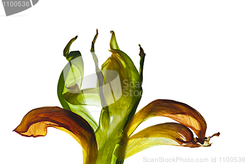 Image of Tulip Leaves