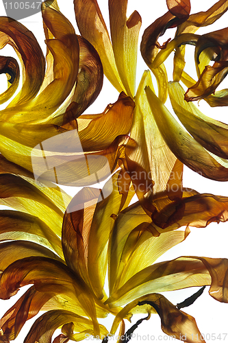 Image of Tulip Leaves