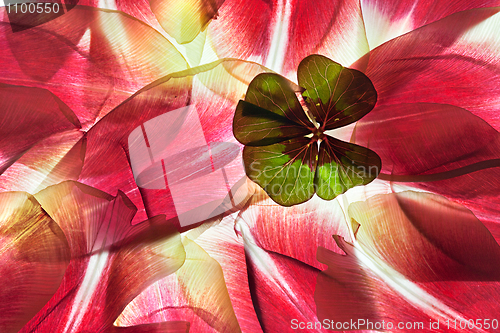 Image of Tulip Leaves