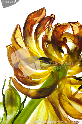 Image of Tulip Leaves