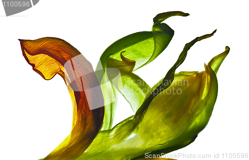 Image of Tulip Leaves