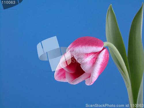 Image of beauty in pink