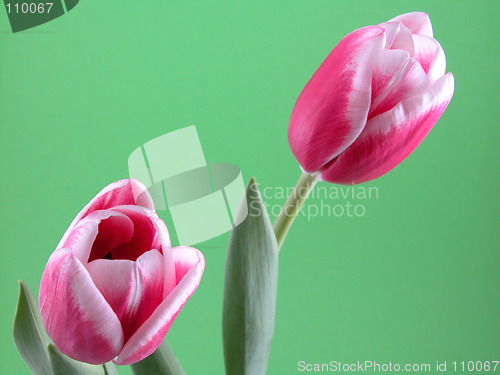 Image of spring time