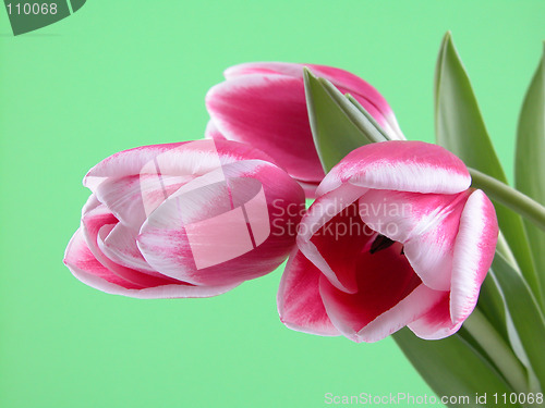 Image of spring time