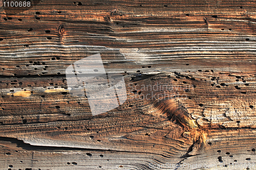 Image of Bark beetle holes
