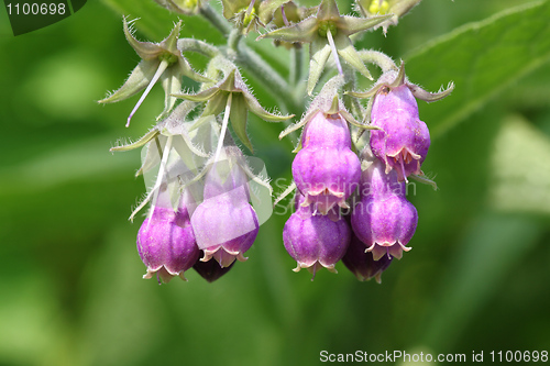 Image of Comfrey