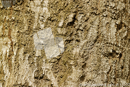 Image of Tree Bark Texture