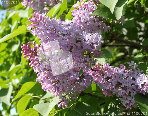 Image of Lilac