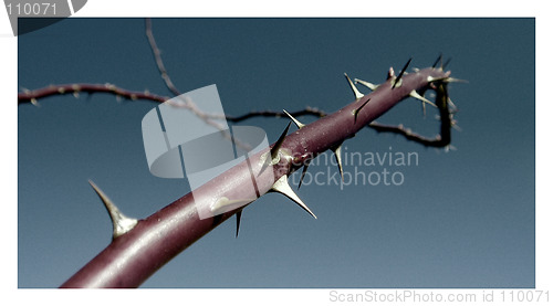 Image of Thorns