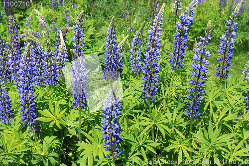 Image of Lupin