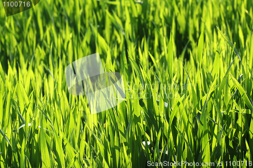 Image of Grass background