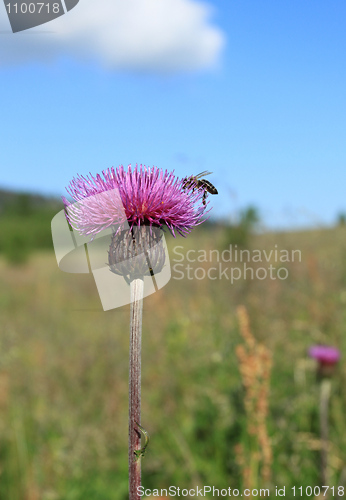 Image of Thistle flower