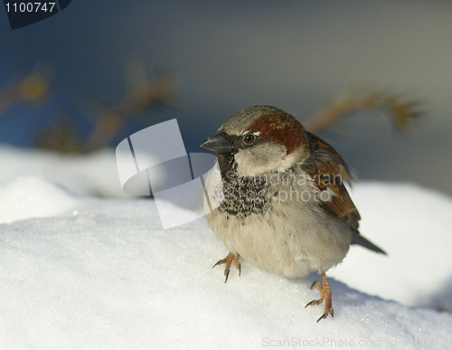 Image of House sparrow