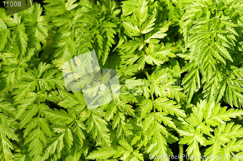 Image of Fern Background