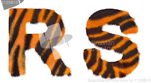 Image of Tiger fell R and S letters isolated
