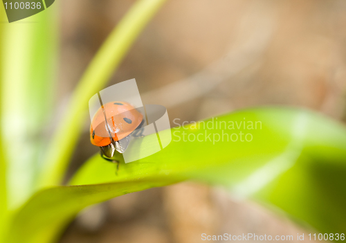 Image of Closeup of ladybird on grass