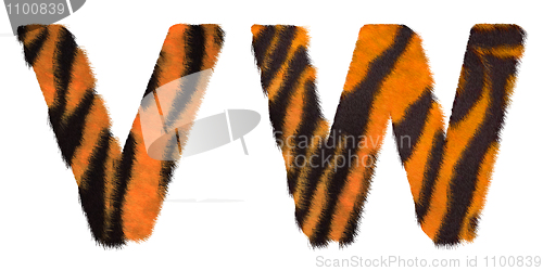 Image of Tiger fell W and V letters isolated