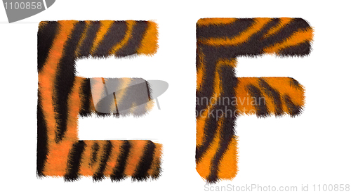 Image of Tiger fell E and F letters isolated