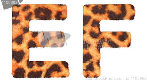 Image of Leopard fur E and F letters isolated