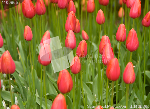 Image of Dutch red tulips in Keukenhof