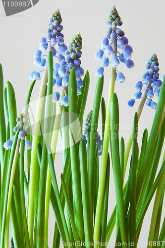 Image of Grape Hyacinth (Muscari)