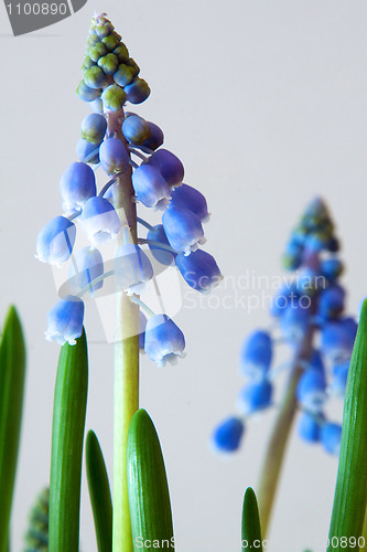 Image of Grape Hyacinth (Muscari)