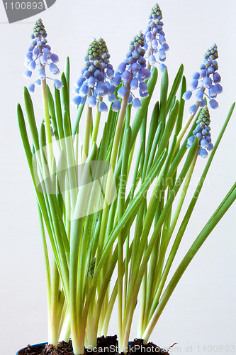 Image of Grape Hyacinth (Muscari)