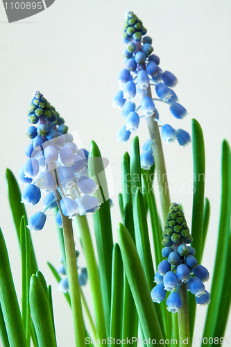 Image of Grape Hyacinth (Muscari)