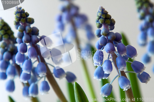 Image of Grape Hyacinth (Muscari)