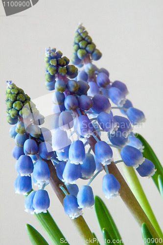 Image of Grape Hyacinth (Muscari)