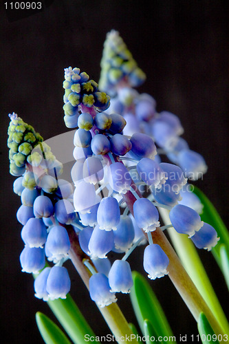 Image of Grape Hyacinth (Muscari)