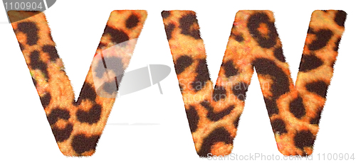 Image of Leopard fur V and W letters isolated