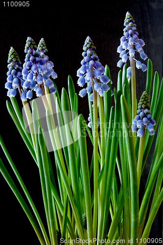 Image of Grape Hyacinth (Muscari)