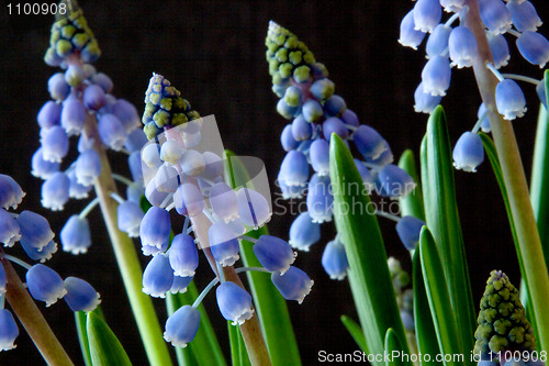 Image of Grape Hyacinth (Muscari)