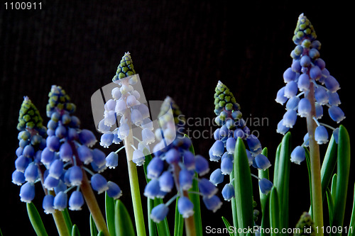 Image of Grape Hyacinth (Muscari)