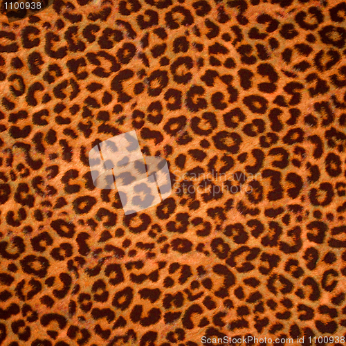 Image of Leopard skin background or texture