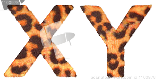 Image of Leopard fur X and Y letters isolated